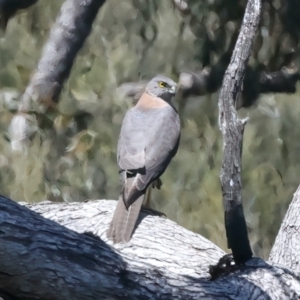 Accipiter fasciatus at Yarrow, NSW - 18 Oct 2023