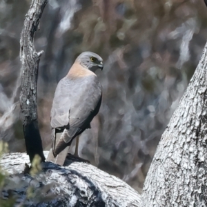 Accipiter fasciatus at Yarrow, NSW - 18 Oct 2023