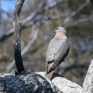 Accipiter fasciatus at Yarrow, NSW - 18 Oct 2023