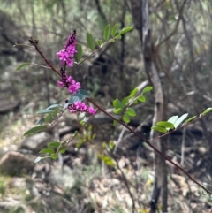 Indigofera australis subsp. australis (Australian Indigo) at Paddys River, ACT - 17 Oct 2023 by jac