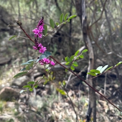 Indigofera australis subsp. australis (Australian Indigo) at Paddys River, ACT - 17 Oct 2023 by jac