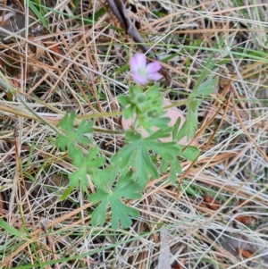 Geranium solanderi var. solanderi at Isaacs, ACT - 20 Oct 2023 11:53 AM