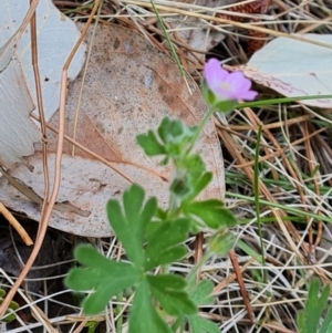 Geranium solanderi var. solanderi at Isaacs, ACT - 20 Oct 2023