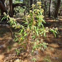 Olearia lirata (Snowy Daisybush) at Isaacs Ridge and Nearby - 20 Oct 2023 by Mike