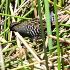 Porzana fluminea (Australian Spotted Crake) at Strathnairn, ACT - 20 Oct 2023 by Thurstan