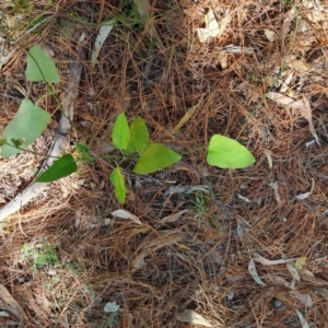 Araujia sericifera at Isaacs, ACT - 20 Oct 2023