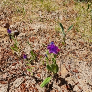 Echium plantagineum at Isaacs, ACT - 20 Oct 2023