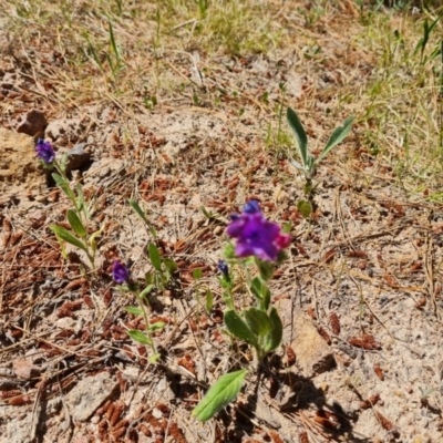 Echium plantagineum (Paterson's Curse) at Isaacs, ACT - 20 Oct 2023 by Mike