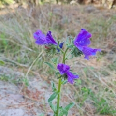 Echium plantagineum at Isaacs, ACT - 20 Oct 2023