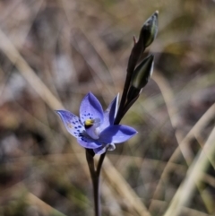 Thelymitra simulata (Graceful Sun-orchid) at Captains Flat, NSW - 20 Oct 2023 by Csteele4