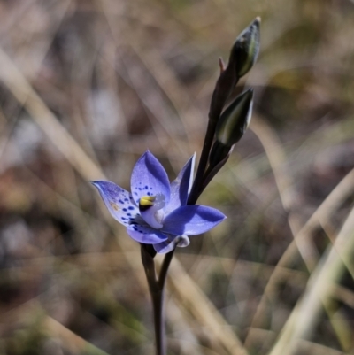 Thelymitra simulata (Graceful Sun-orchid) at Captains Flat, NSW - 20 Oct 2023 by Csteele4