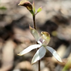 Caladenia moschata (Musky Caps) at Captains Flat, NSW - 20 Oct 2023 by Csteele4