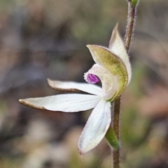 Caladenia moschata at Captains Flat, NSW - suppressed