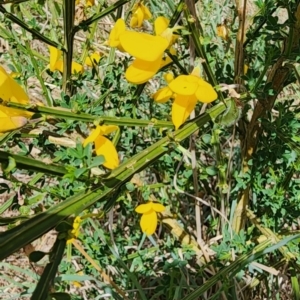 Cytisus scoparius subsp. scoparius at Larbert, NSW - 20 Oct 2023