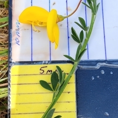 Cytisus scoparius subsp. scoparius at Larbert, NSW - 20 Oct 2023 12:57 PM