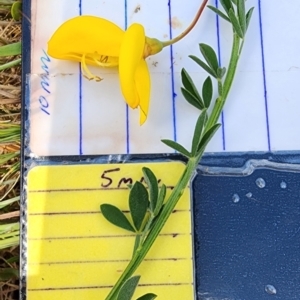 Cytisus scoparius subsp. scoparius at Larbert, NSW - 20 Oct 2023 12:57 PM