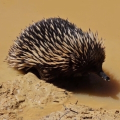 Tachyglossus aculeatus (Short-beaked Echidna) at QPRC LGA - 20 Oct 2023 by Csteele4