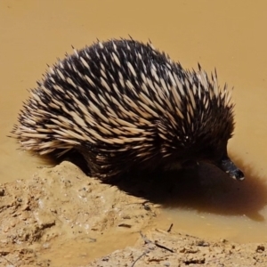 Tachyglossus aculeatus at Captains Flat, NSW - 20 Oct 2023 12:11 PM