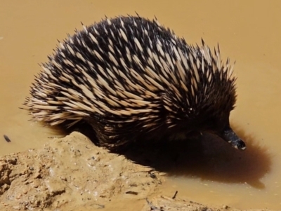 Tachyglossus aculeatus (Short-beaked Echidna) at Captains Flat, NSW - 20 Oct 2023 by Csteele4