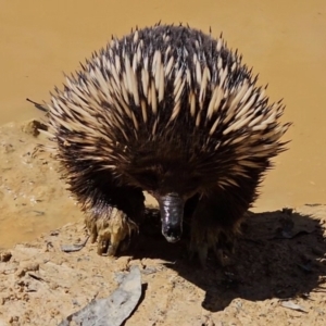 Tachyglossus aculeatus at Captains Flat, NSW - 20 Oct 2023 12:11 PM