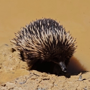 Tachyglossus aculeatus at Captains Flat, NSW - 20 Oct 2023 12:11 PM