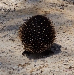 Tachyglossus aculeatus at Captains Flat, NSW - 20 Oct 2023 12:11 PM