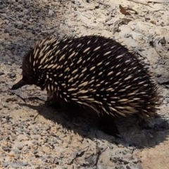 Tachyglossus aculeatus at Captains Flat, NSW - 20 Oct 2023 12:11 PM