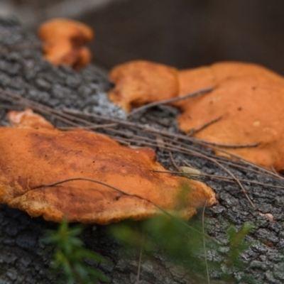 Trametes coccinea (Scarlet Bracket) at Brunswick Heads, NSW - 19 Oct 2023 by macmad