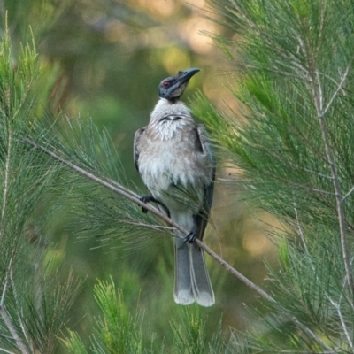 Philemon corniculatus (Noisy Friarbird) at Brunswick Heads, NSW - 19 Oct 2023 by macmad