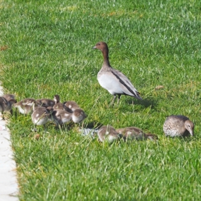 Chenonetta jubata (Australian Wood Duck) at Higgins, ACT - 20 Oct 2023 by wombey