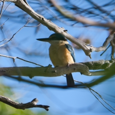 Todiramphus sanctus (Sacred Kingfisher) at Brunswick Heads, NSW - 19 Oct 2023 by macmad