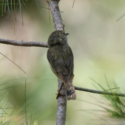 Acanthiza pusilla (Brown Thornbill) at Brunswick Heads, NSW - 19 Oct 2023 by macmad