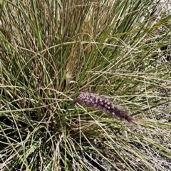 Cenchrus setaceus (African Fountain Grass) at Kowen, ACT - 20 Oct 2023 by Steve818
