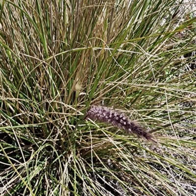 Cenchrus setaceus (African Fountain Grass) at Kowen, ACT - 20 Oct 2023 by Steve818