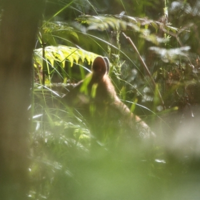 Wallabia bicolor (Swamp Wallaby) at Brunswick Heads, NSW - 19 Oct 2023 by macmad