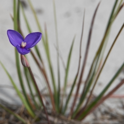 Patersonia sp. at Brunswick Heads, NSW - 19 Oct 2023 by macmad