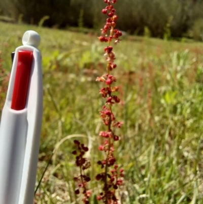 Rumex acetosella (Sheep Sorrel) at Paddys River, ACT - 19 Oct 2023 by jac