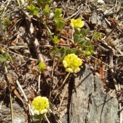 Trifolium campestre (Hop Clover) at Paddys River, ACT - 19 Oct 2023 by jac