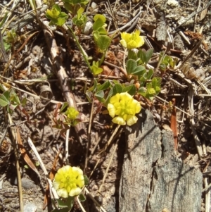 Trifolium campestre at Paddys River, ACT - 19 Oct 2023