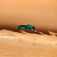 Chrysididae (family) (Cuckoo wasp or Emerald wasp) at Holder, ACT - 9 Oct 2023 by Miranda