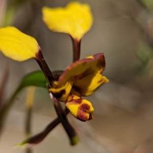 Diuris semilunulata at Denman Prospect 2 Estate Deferred Area (Block 12) - suppressed