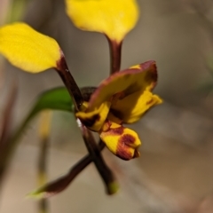 Diuris semilunulata at Denman Prospect 2 Estate Deferred Area (Block 12) - suppressed