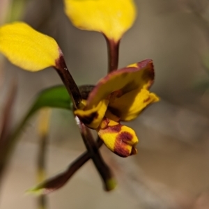 Diuris semilunulata at Denman Prospect 2 Estate Deferred Area (Block 12) - suppressed