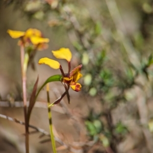 Diuris semilunulata at Denman Prospect 2 Estate Deferred Area (Block 12) - suppressed