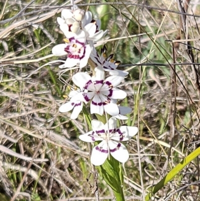 Wurmbea dioica subsp. dioica (Early Nancy) at Belconnen, ACT - 10 Sep 2023 by sangio7