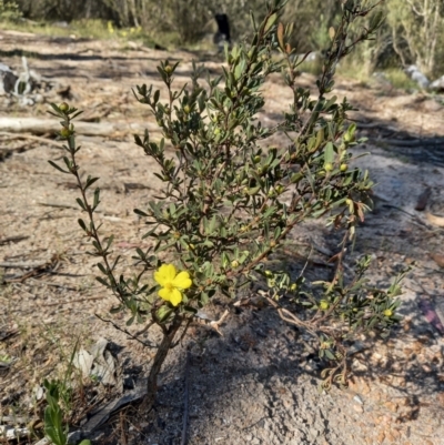 Hibbertia obtusifolia (Grey Guinea-flower) at Paddys River, ACT - 18 Oct 2023 by jac