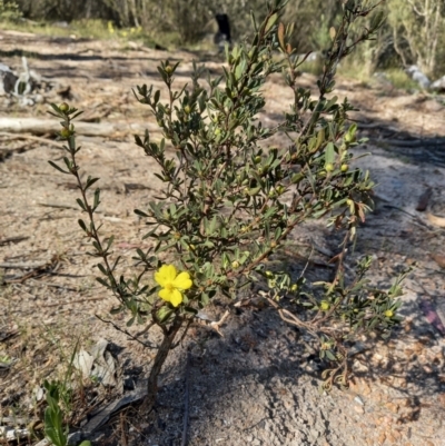 Hibbertia obtusifolia (Grey Guinea-flower) at Paddys River, ACT - 19 Oct 2023 by jac