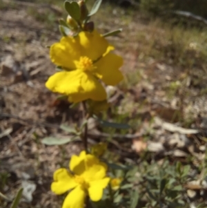 Hibbertia obtusifolia at Paddys River, ACT - 19 Oct 2023 09:53 AM