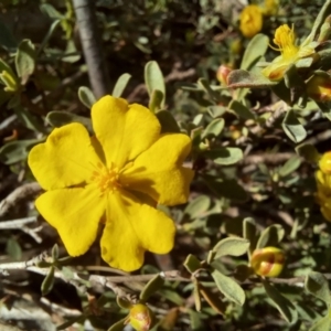 Hibbertia obtusifolia at Paddys River, ACT - 19 Oct 2023 09:53 AM