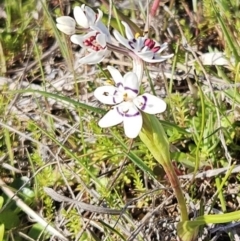 Wurmbea dioica subsp. dioica (Early Nancy) at The Pinnacle - 10 Sep 2023 by sangio7